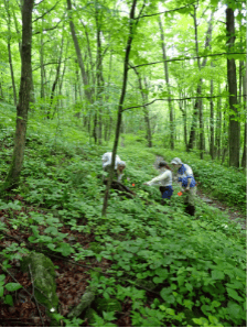 Three people foraging in woods
