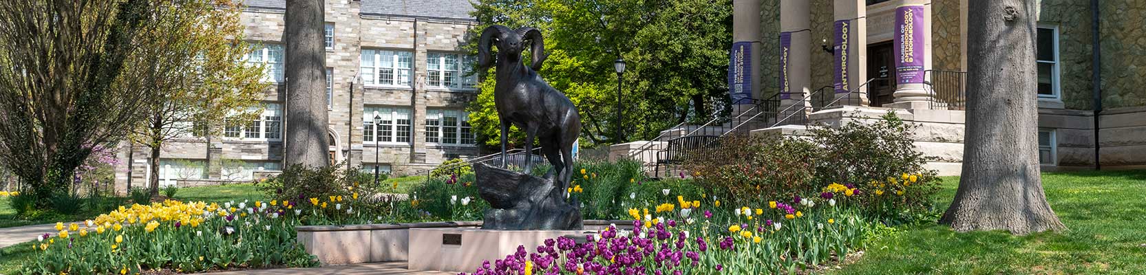 Ram Statue in front of th eOld Library at WCU