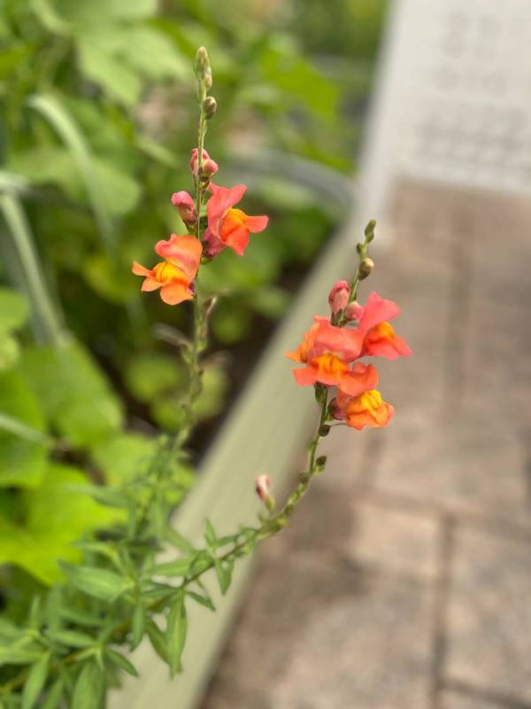 A close up image of orange flowers