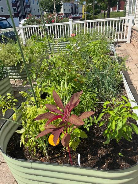 A raised garden bed with purple and green leafy greens