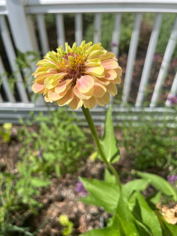A close up of a yellow flower