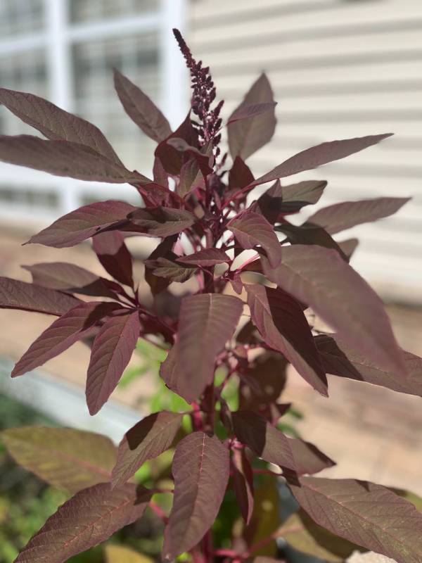 A close up of a purple leaf