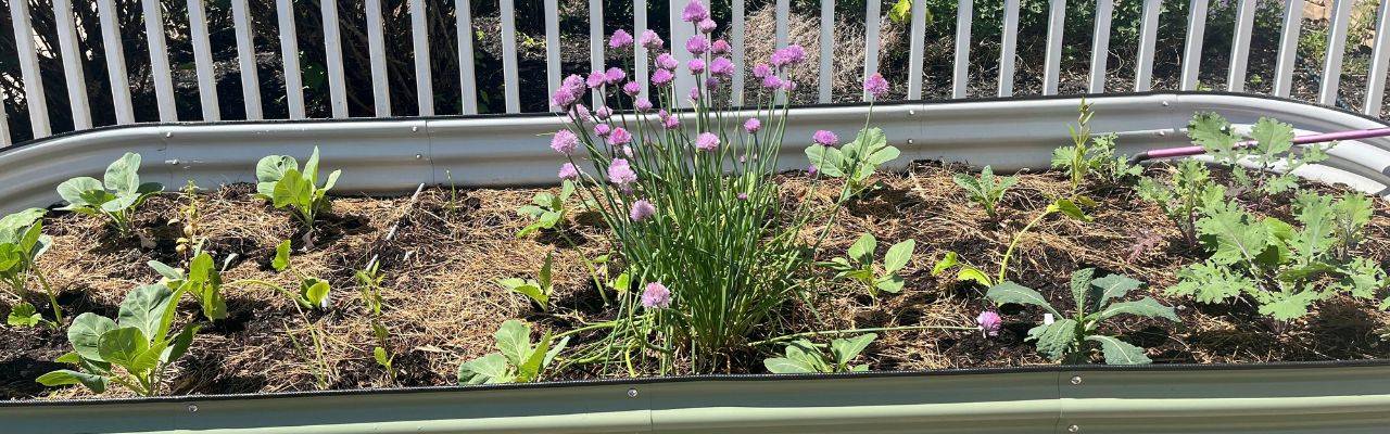 USH gardens raised bed with leafy greens and purple flowers