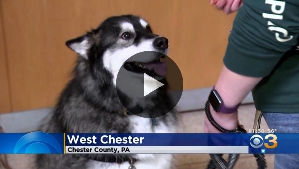 Paws for change news coverage