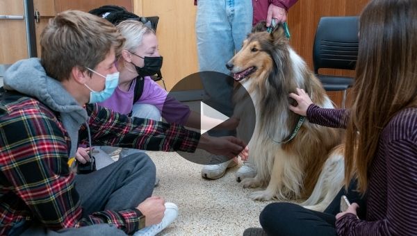 therapy dog coverage
