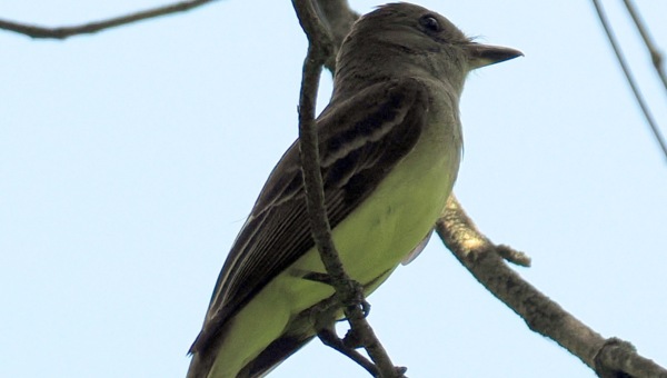 Great crested flycatcher