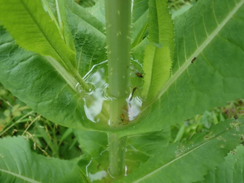 The perfoliate stem and water-filled leaf base of Teasel