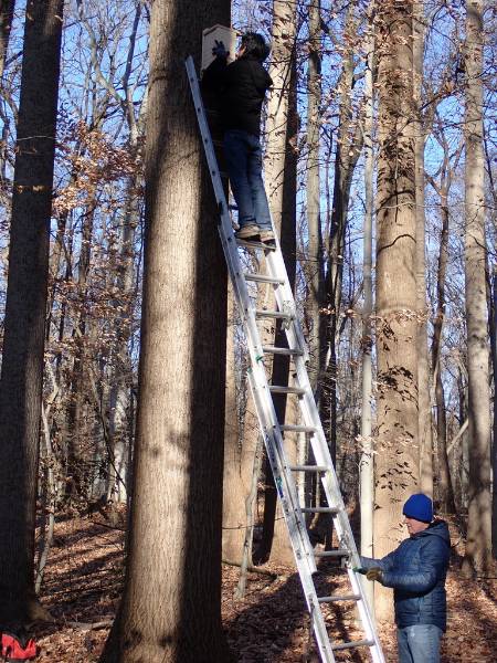 GNA Interns Lorenz Rustandi (on top of ladder) and Jack Ridenour installing one of the SFS Nest Boxes