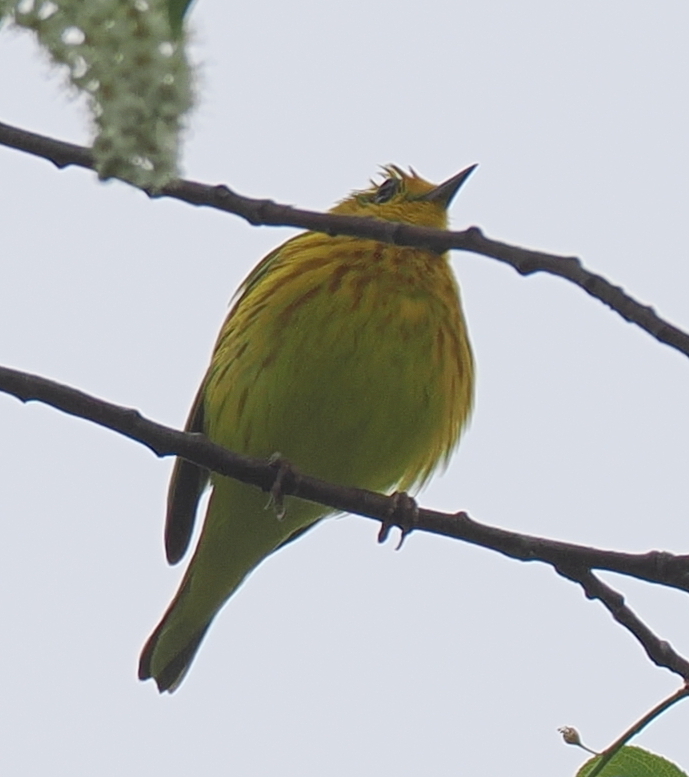 A male Setophaga aestiva (Northern Yellow Warbler) perched on a branch in the Gordon.