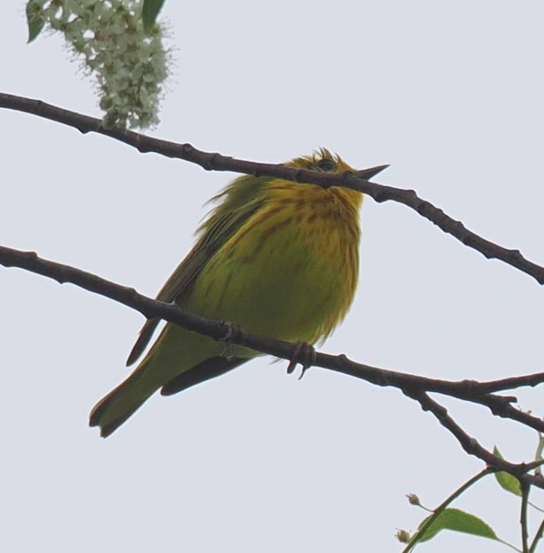 Another view of a male Setophaga aestiva (Northern Yellow Warbler) perched on a branch in the Gordon.