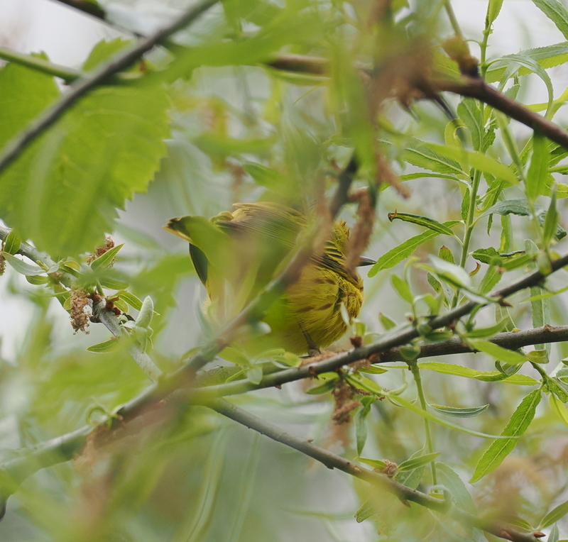 A male Setophaga aestiva (Northern Yellow Warbler) partially hidden in the foliage of a willow tree at the Gordon.