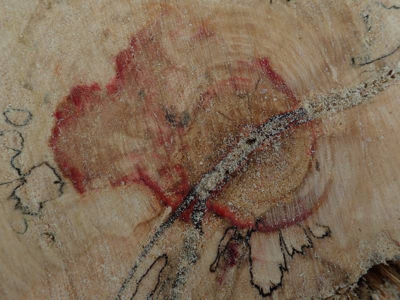 Boxelder (Acer negundo): The characteristic red staining on the wood. The black lines are fungal 'spalting'