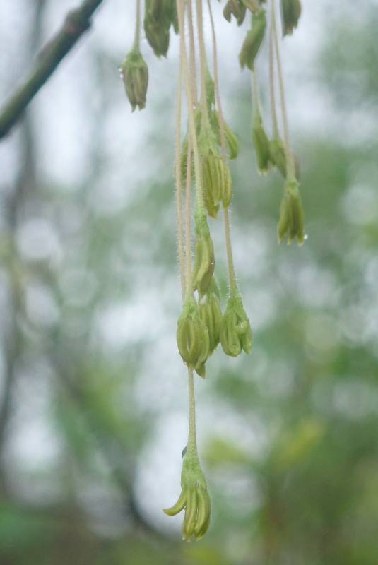 Boxelder (Acer negundo): Flowers