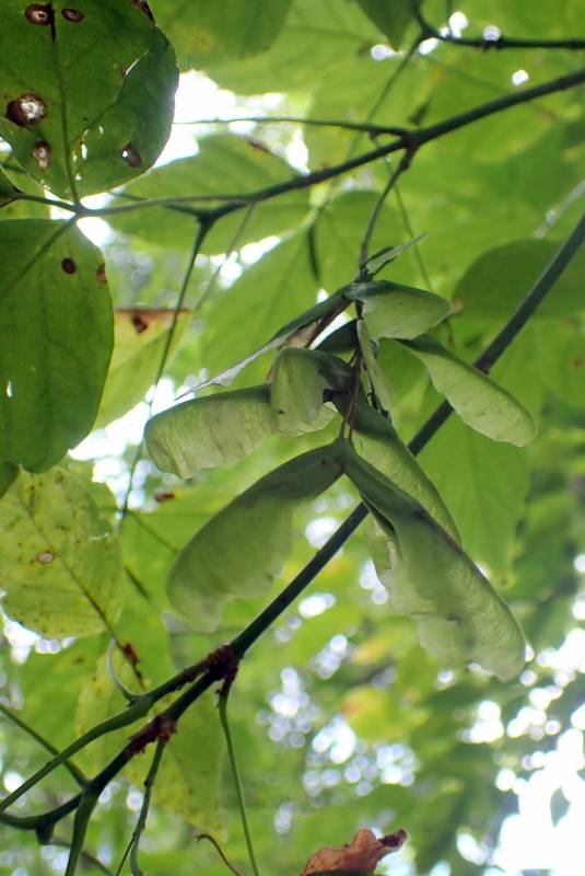 Boxelder (Acer negundo): Fruits