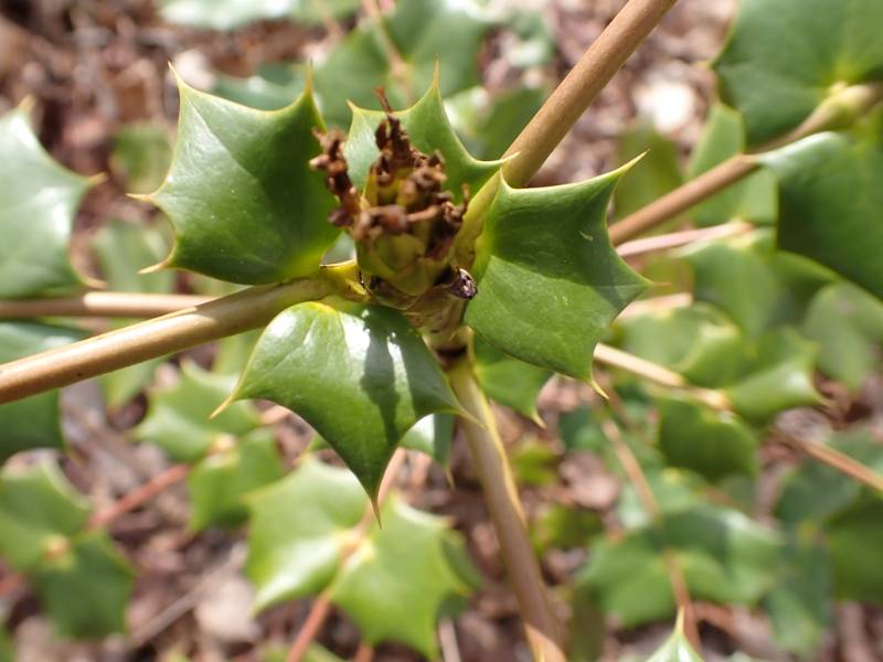Leatherleaf Mahonia (Berberis bealei): Close-up of branch tip that appears to have been browsed