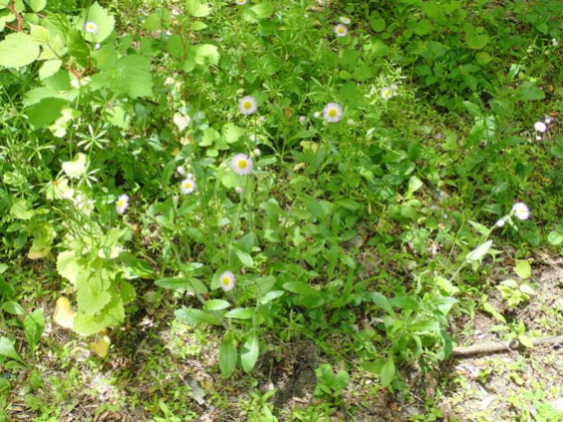 Robin's Plantain (Erigeron pulchellus)