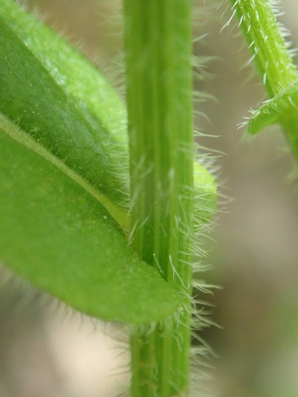 Robin's Plantain (Erigeron pulchellus): close-up of the attachment of a leaf to the stem