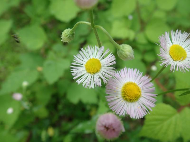 Robin's Plantain (Erigeron pulchellus): inflorescence