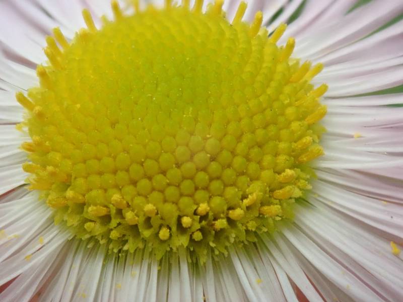 Robin's Plantain (Erigeron pulchellus): close-up of the disc florets of the inflorescence