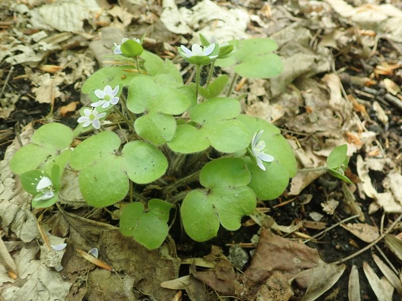 Roundlobe Hepatica (Hepatica nobilis var. obtusa)