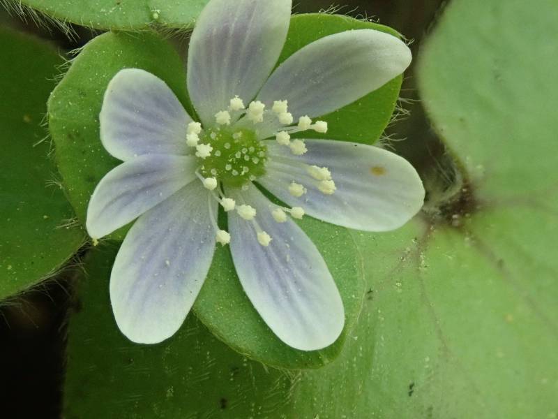 Roundlobe Hepatica (Hepatica nobilis var. obtusa): Close-up of flower