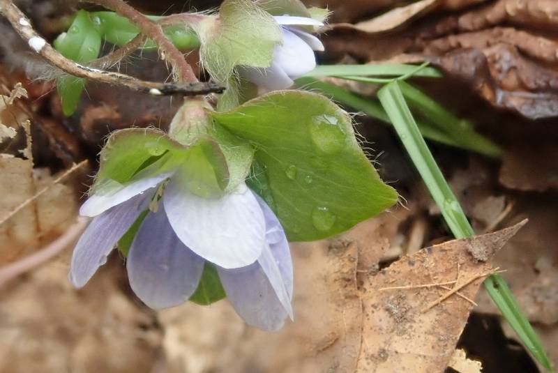 Roundlobe Hepatica (Hepatica nobilis var. obtusa): Close-up of sepals
