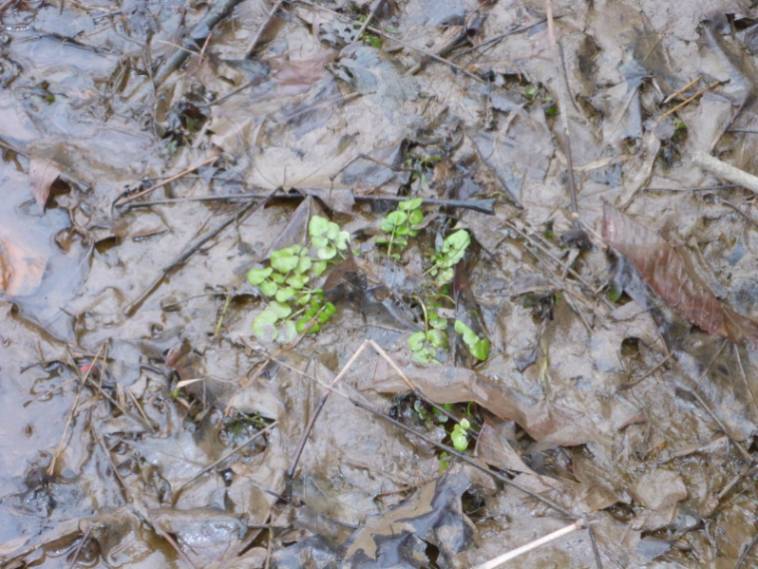 Watercress (Nasturtium officinale)