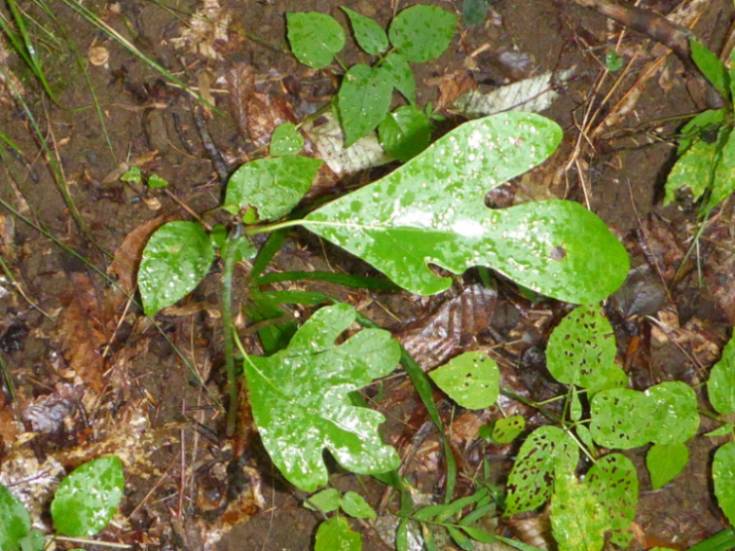 Sassafras (Sassafras albidum)