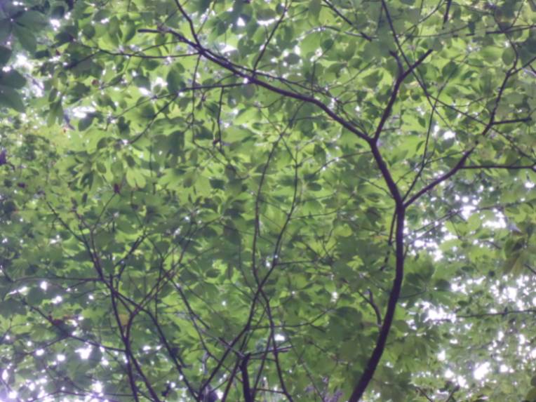 Sassafras (Sassafras albidum)