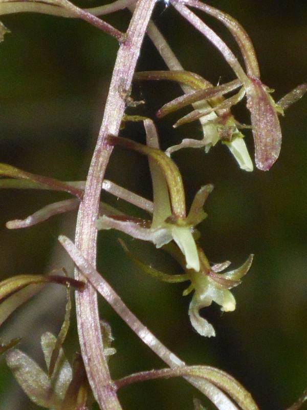 The Crippled Cranefly Orchid (Tipularia discolor) growing in an exclosure.