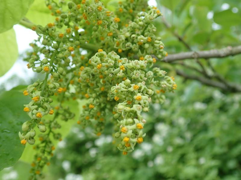 Eastern Poison Ivy (Toxicodendron radicans): Inflorescence