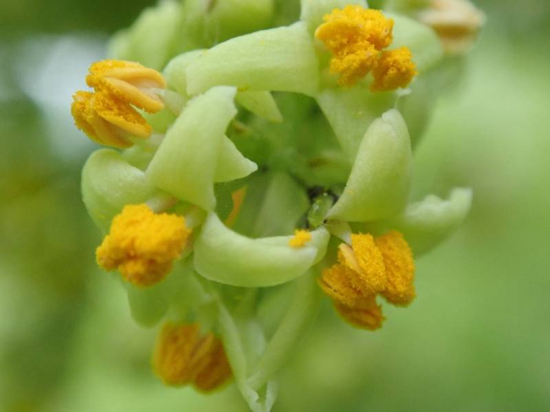 Eastern Poison Ivy (Toxicodendron radicans): Close-up of flowers