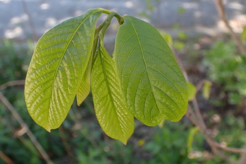 Young Pawpaw leaves