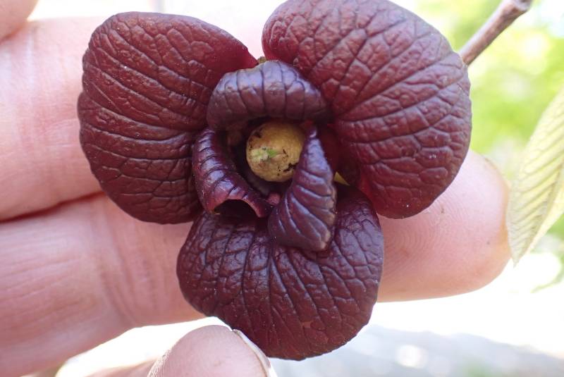 Close-up of a Pawpaw flower