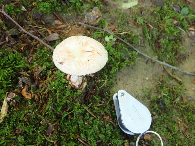 Amanita Section Amidella (No common name)