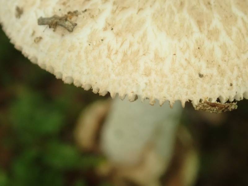 Amanita Section Amidella (No common name)