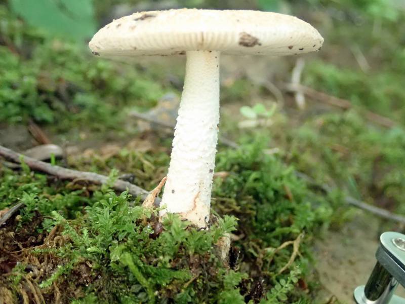 Amanita Section Amidella (No common name)