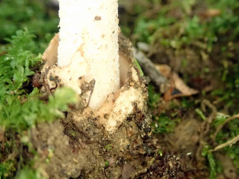 Amanita Section Amidella (No common name)