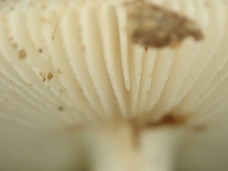 Amanita Section Amidella (No common name)