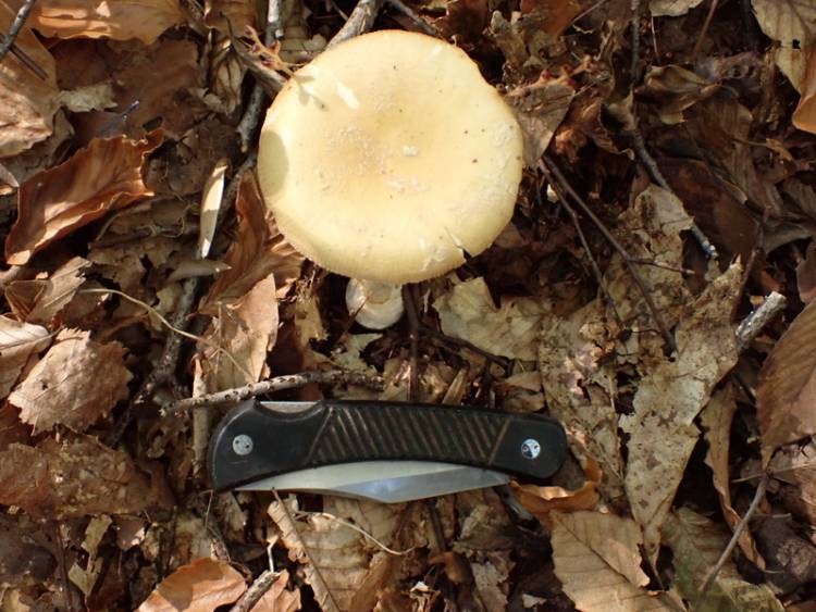 Poison Champagne Amanita (Amanita crenulata)