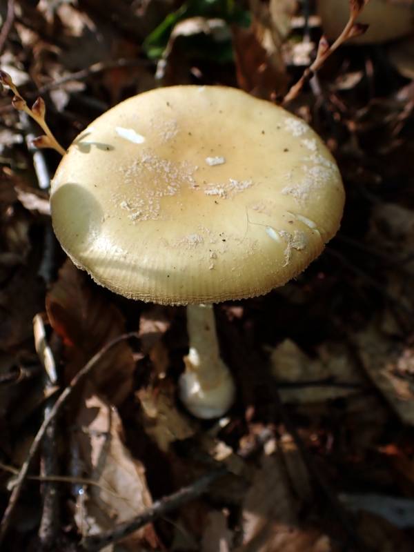 Poison Champagne Amanita (Amanita crenulata)