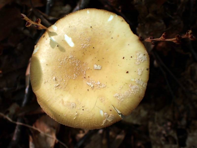 Poison Champagne Amanita (Amanita crenulata)