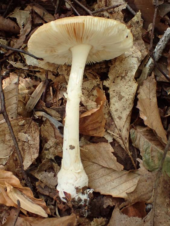 Poison Champagne Amanita (Amanita crenulata)