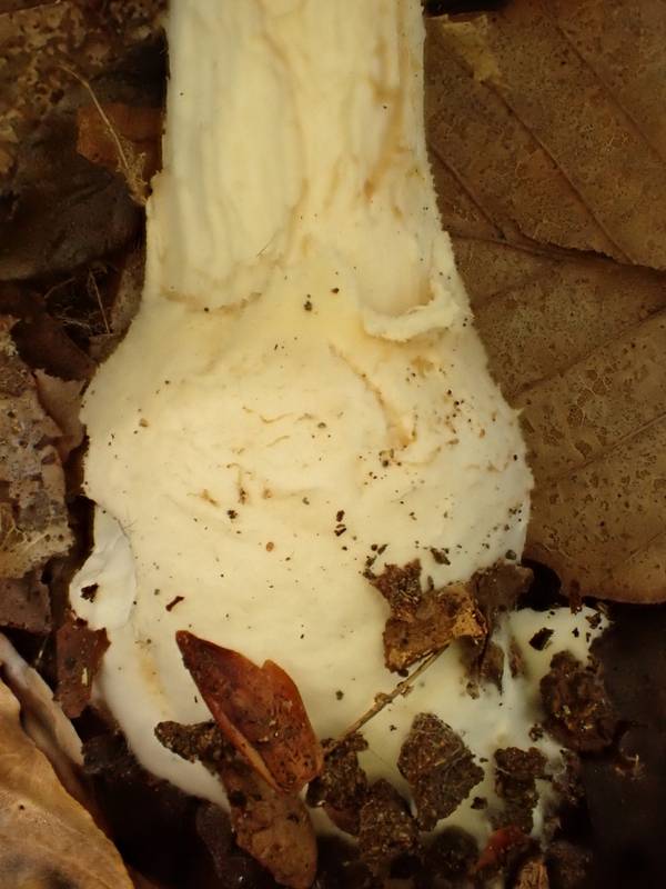 Poison Champagne Amanita (Amanita crenulata) close-up of volva