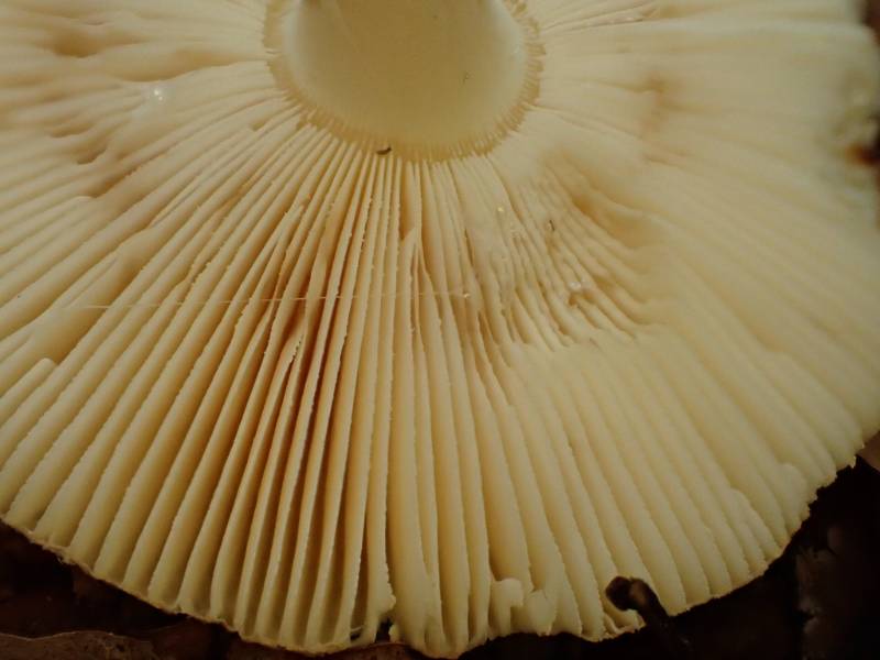 Poison Champagne Amanita (Amanita crenulata) close-up of gills
