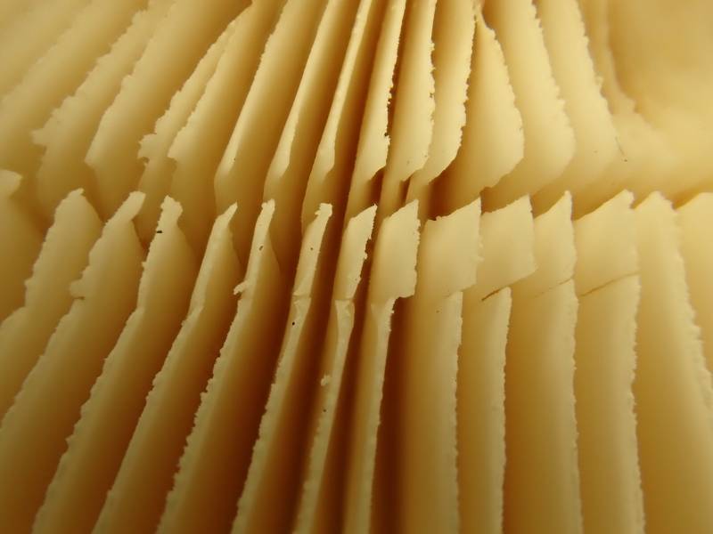 Poison Champagne Amanita (Amanita crenulata) close-up of gills