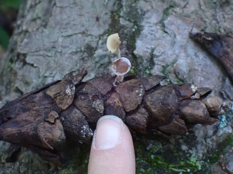 Conifer Cone Baeospora (Baeospora myosura)