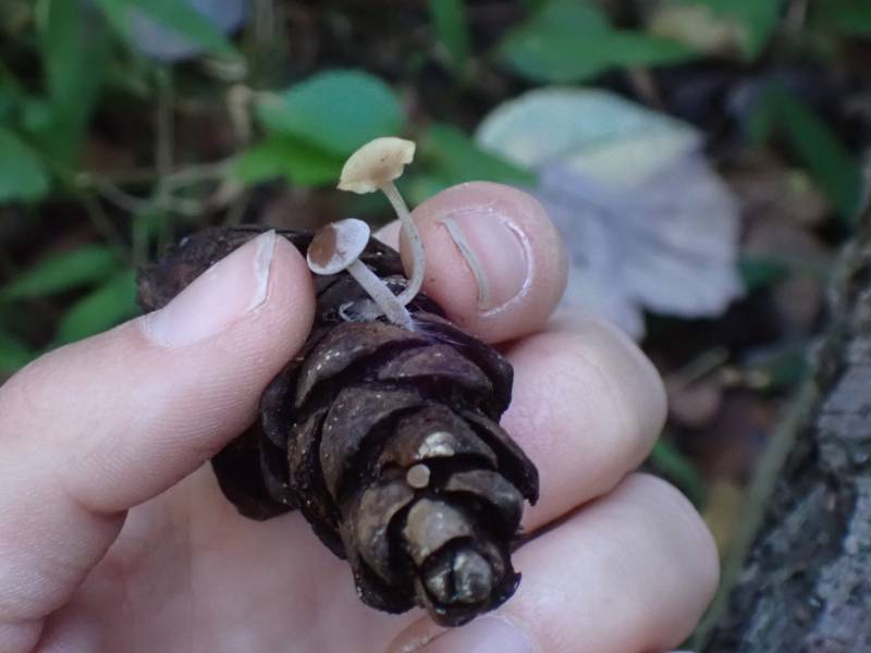 Conifer Cone Baeospora (Baeospora myosura)