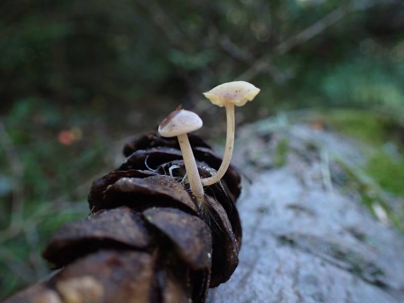 Conifer Cone Baeospora (Baeospora myosura)