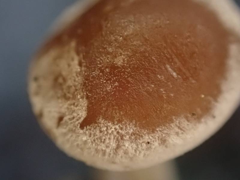 Conifer Cone Baeospora (Baeospora myosura)